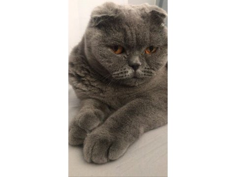 Uyumlu sakin scottish fold kızımız