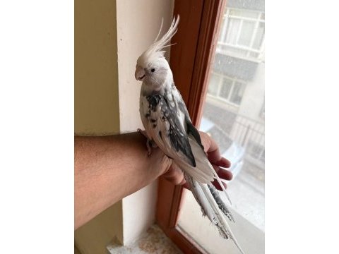 Evine maskot arayanlara kusursuz erkek sultan