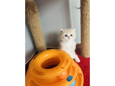 British longhair golden