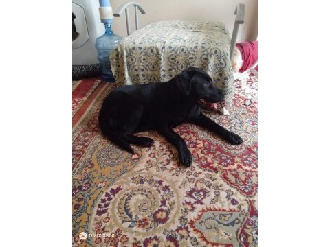 5-6 aylık labrador ücretsiz sahiplendirme