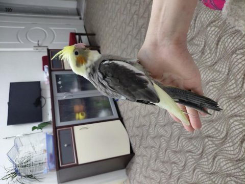 Ele alışık ısırma huyu kesinlikle yok sultan bebek