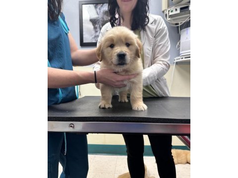 Yetişen alır golden retriever erkek