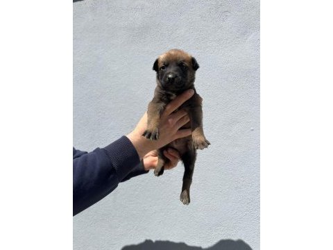 40 günlük hırs küpü belçika malinois yavrular
