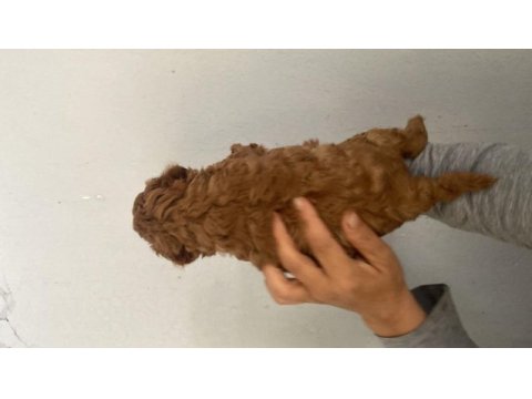 Red toy poodle bebekler