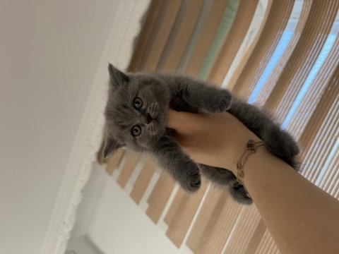 Yavru kedilerimiz yeni yuvasını arıyor