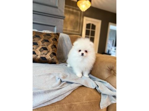 Pomeranian boo yavruları 