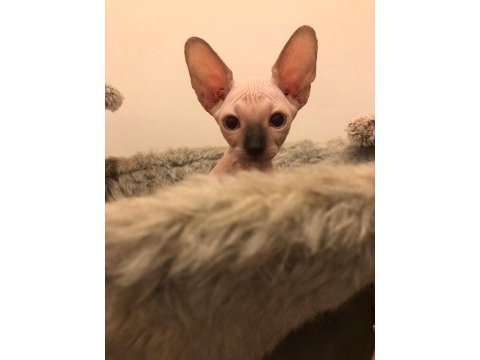 Sphynx sfenks tüysüz dişi erkek yavruları