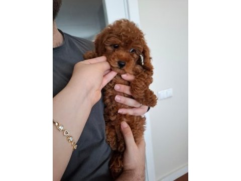 Ev doğumlu ailemizde büyüyen toy poodle yavrularım