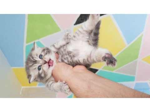 Yavrularımız yeni sahiplerini bekliyor british shorthair