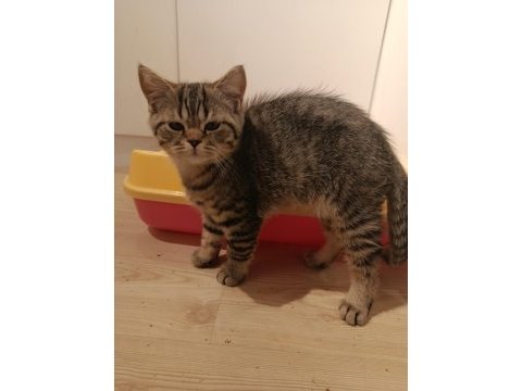 British shorthair yavru kediler