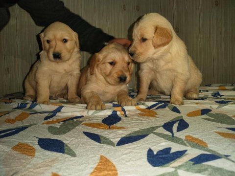A klass golden retriever yavruları