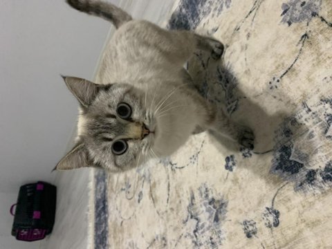 British longhair oyuncu