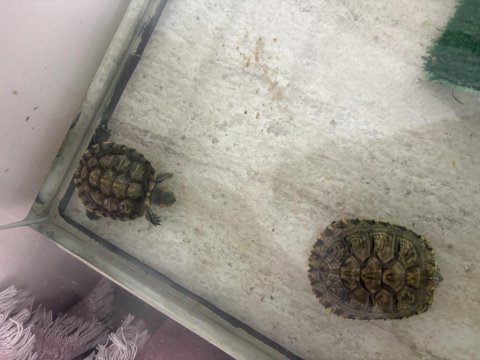 Erkek ve dişi su kaplumbağaları