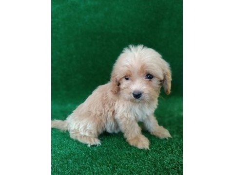 Maltıpoo yavrularımız