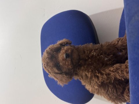 Poodle bebeklerim hazır