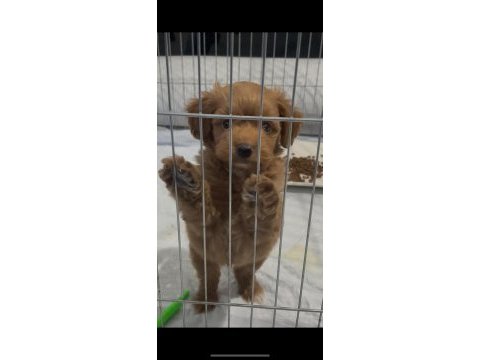 Safkan maltipoo uyguna verilecektir