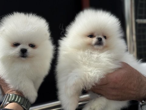 Petmode köpek çiftliğinden pomeranian boo