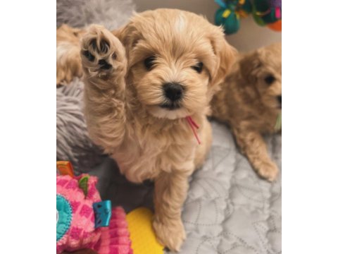 Kore maltipoo