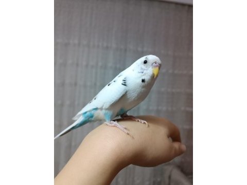 Erkek muhabbet kuşu