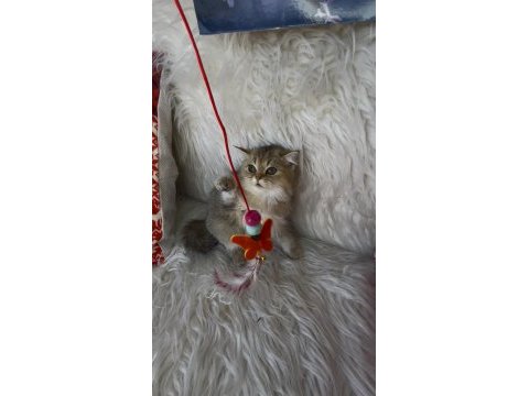 British shorthair golden yeşil göz dişi yavru