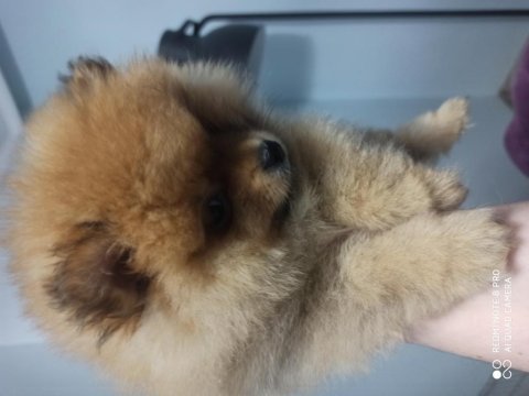 2 aylık pomeranian boo erkek