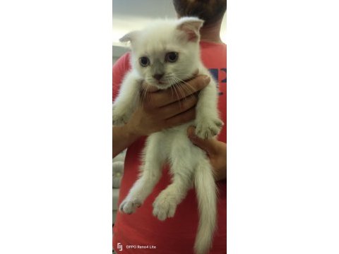 Yavrularımız sahiplendirilecektir scottish fold