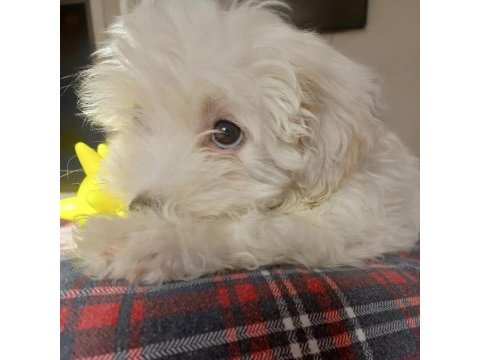 Satılık 3.5 aylık maltese terrier