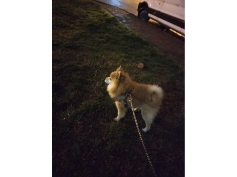 Pomeranian tilki surat