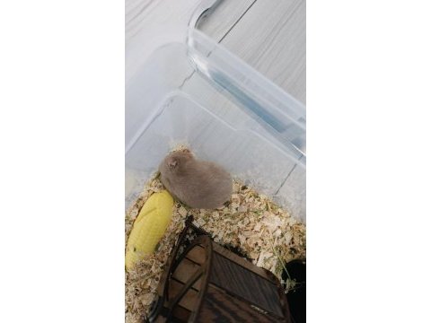 Yavru hamster