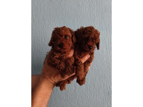 Kore red brown poodle yavrular
