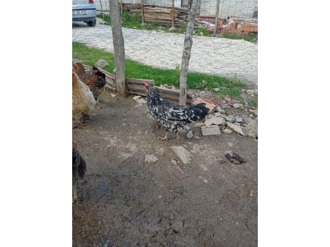 Cins tavuklar