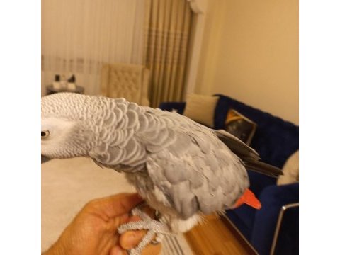 Evcil jako papağanımız satılık