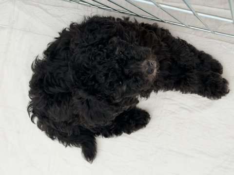 Gri renk dişi poodle 2 aylık