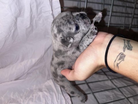 French bulldog yavrularımız