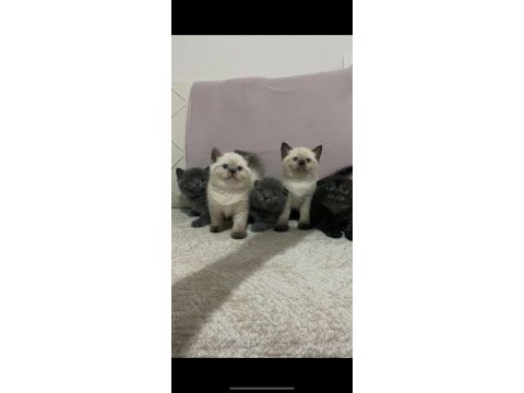 Safkan orjinal ırk british shorthair yavrularımız