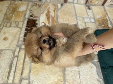 2 aylık pomeranian erkek bebek