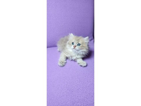 British longhair erkek