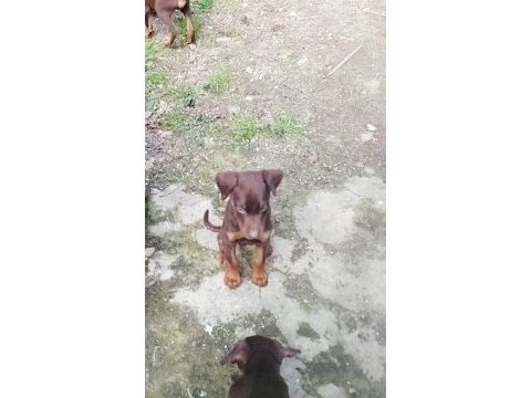 Saf ırk kızıl doberman yavrular