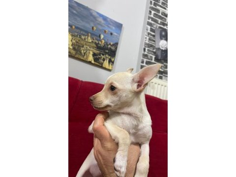 Orjinal beyaz renk 2 aylık chihuahua cinsi yavru