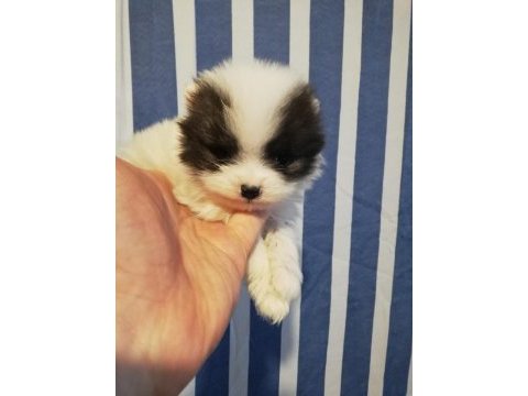 3 aylık pomeranian köpekler