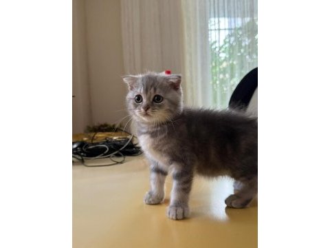 Mama karşılığında sahiplendirilecektir scottish fold