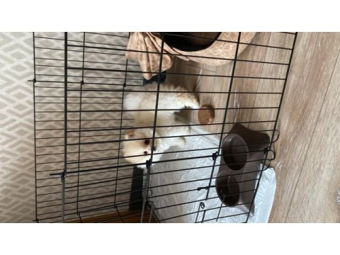 Pomeranian boo 10 kasım doğumlu