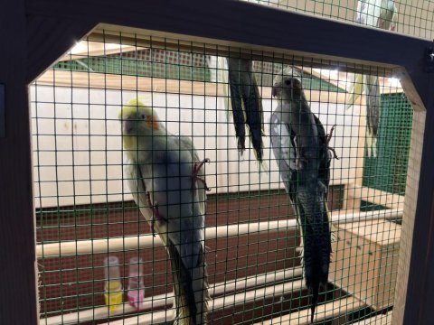 Taşınma sebebinden dolayı papağanlar