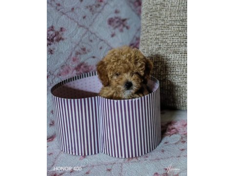 Orijinal gerçek maltipoo teacup isteyenler ulaşabilir