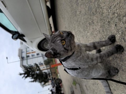 Fıstık 6 aylık erkek bakımlı kedimiz