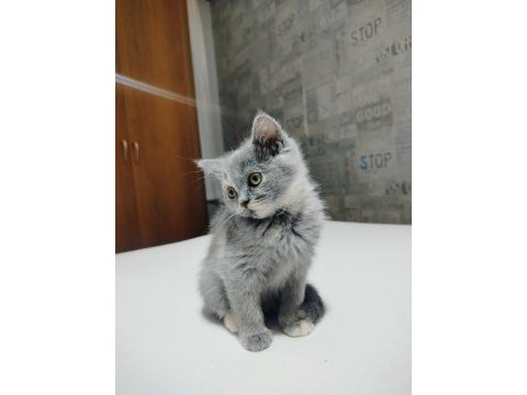 British shorthair yavruları