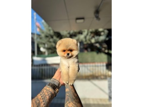 Pomeranian güzeller güzeli erkek yavrumuz