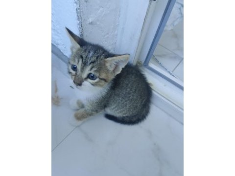 Birbirinden güzel ve yakışıklı tekirler