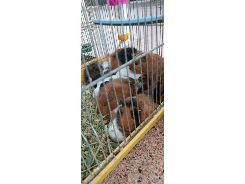 Yavru ginepig - gine tavşanı