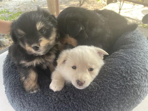 Veteriner hekimden 45 günlük pomeranian boo